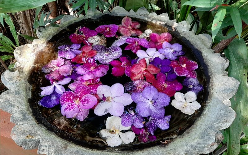 Sai Nam Phung Orchid – ferme des Orchidées - Mae Rim Thaïlande