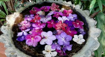 Sai Nam Phung Orchid – ferme des Orchidées – Mae Rim Thaïlande
