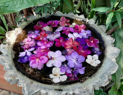 Sai Nam Phung Orchid – ferme des Orchidées - Mae Rim Thaïlande