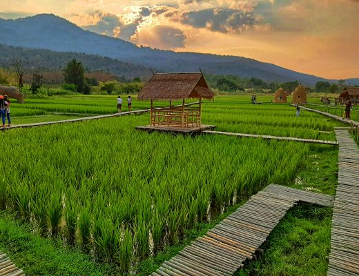 Quoi faire à Mae Rim – province de Chiang mai - Thaïlande