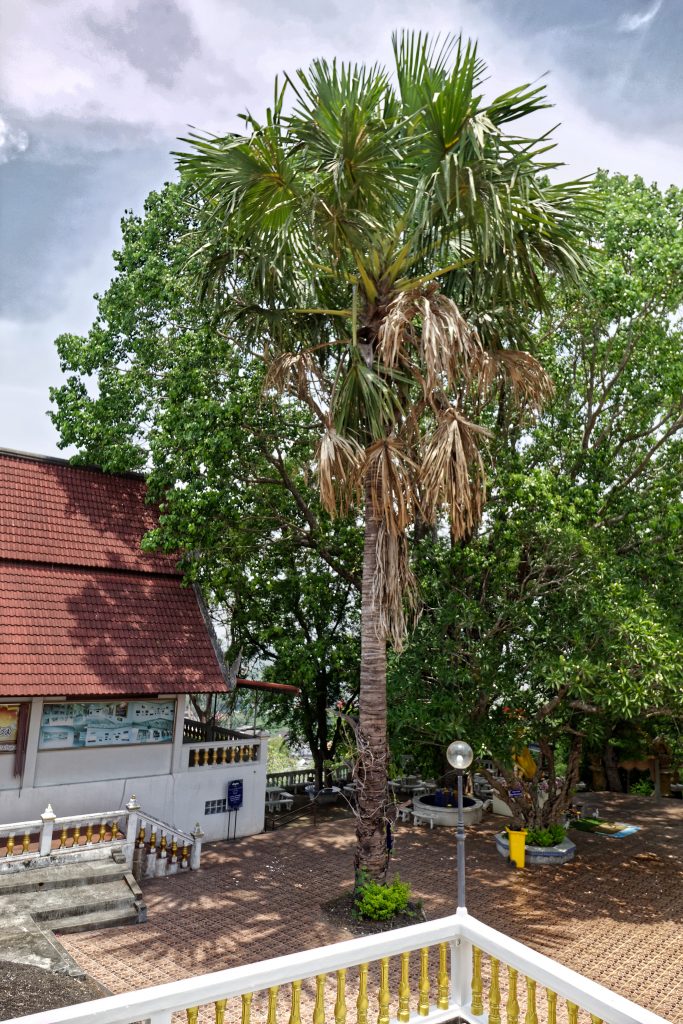 Palmier de Palmyre