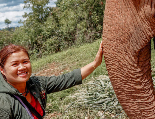 Nourrir les Éléphants