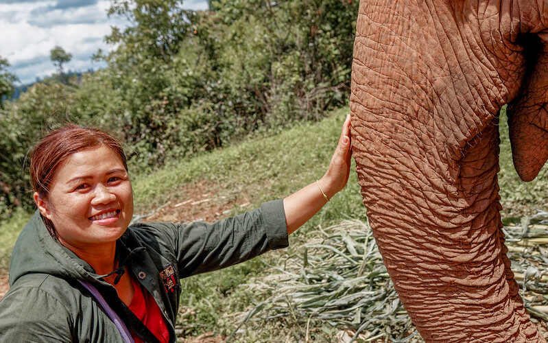 Nourrir les Éléphants