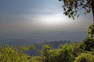 brulis chiang mai